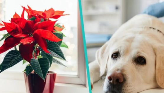 ¿Tu perro puede morir por comer una flor de Nochebuena? Esto dicen los expertos