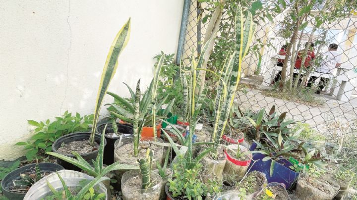 Estudiantes de la Escuela Ignacio Ramírez cosechan los primeros frutos de su propio huerto