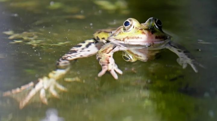 Ranas hembras se hacen las muertas para rechazar a machos 'feos'; esta es su peculiar técnica