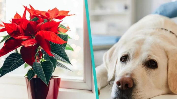 ¿Tu perro puede morir por comer una flor de Nochebuena? Esto dicen los expertos