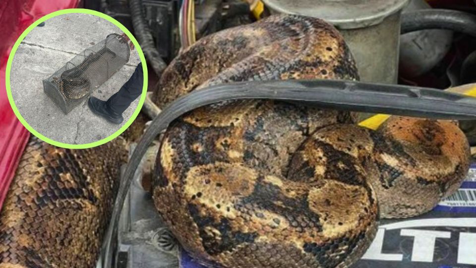 Sorprende boa en motor de camioneta