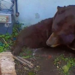 Enorme oso de más de 200 kg convierte un hogar en su guarida invernal | VIDEO