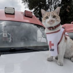 Cruzberto, el gato de la Cruz Roja, muere atropellado; así le dan su despedida