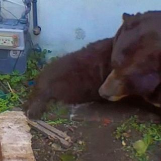 Enorme oso de más de 200 kg convierte un hogar en su guarida invernal | VIDEO