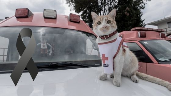 Cruzberto, el gato de la Cruz Roja, muere atropellado; así le dan su despedida
