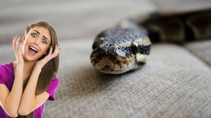 Serpientes en invierno: ¿cómo saber si hay una en tu casa?; esto es lo que buscan dentro