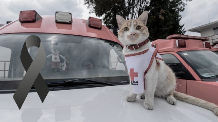 Cruzberto, el gato de la Cruz Roja, muere atropellado; así le dan su despedida