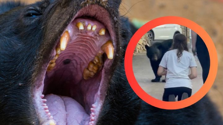 Mujer ignora advertencias e intenta acariciar a un oso negro; esta fue la reacción del animal | VIDEO