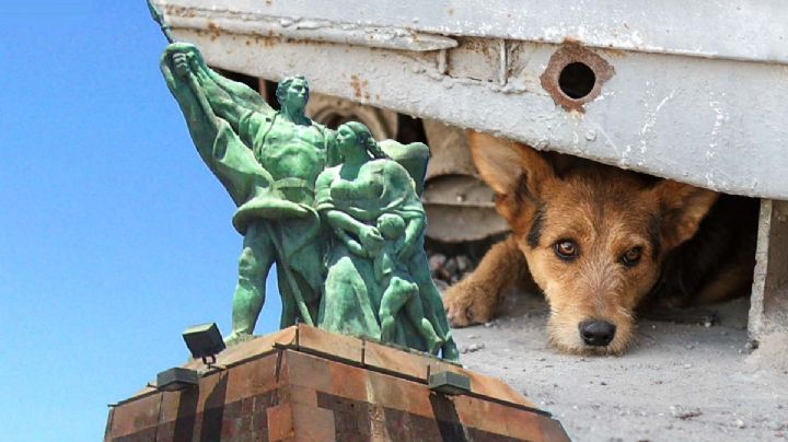 Nuevo Laredo: en estas zonas de la frontera hay más perros sin hogar