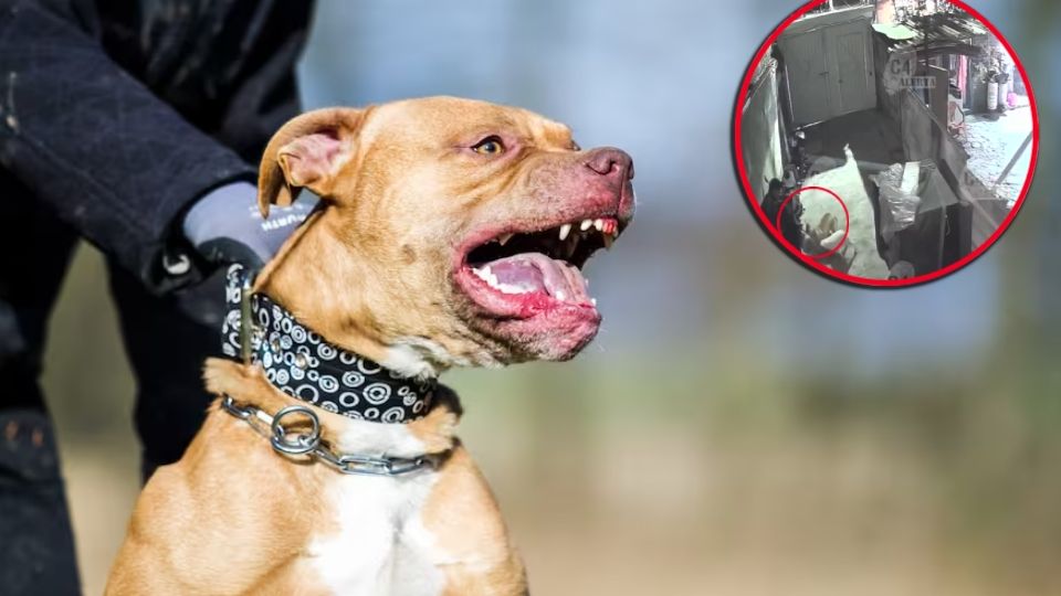 Pese a la gravedad del ataque y a que los animales estaban sin control, los dueños rechazaron hacerse responsables