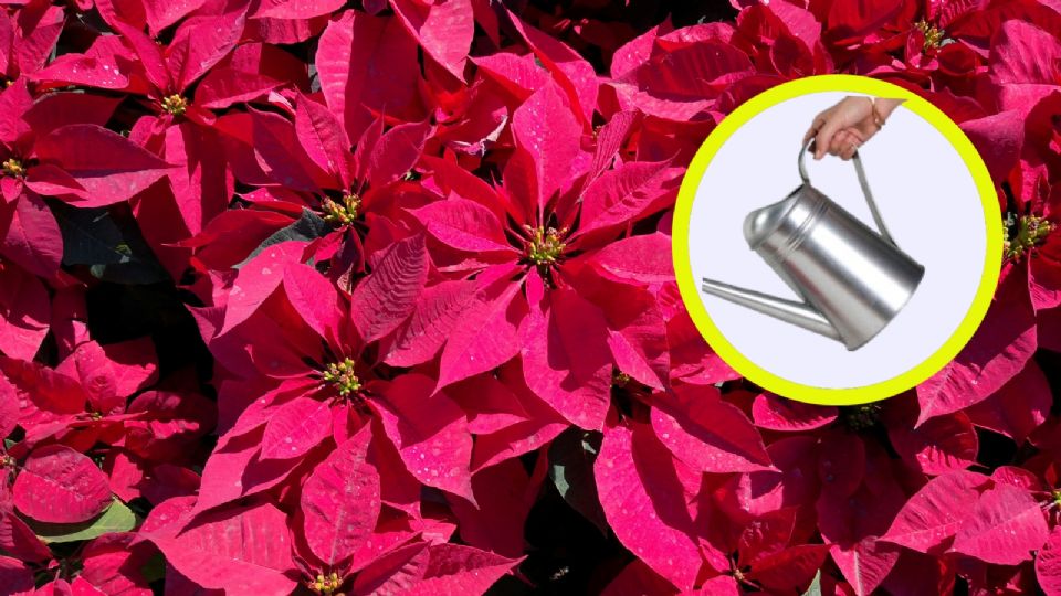 ¿Cómo hacer que tus nochebuenas duren más tiempo?