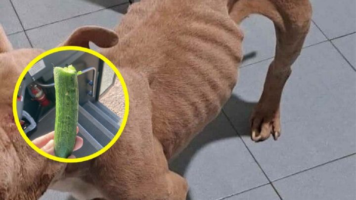 Laredo: perro pitbull es salvado por policías; tenía un avanzado grado de desnutrición
