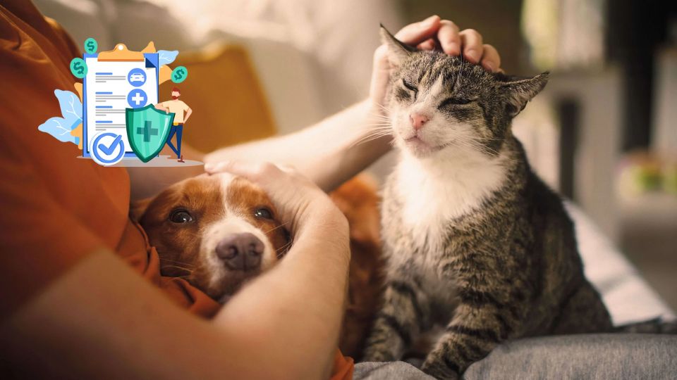 Seguros para mascotas en México; Inegi revelan que 32 millones de animales ya cuentan con póliza