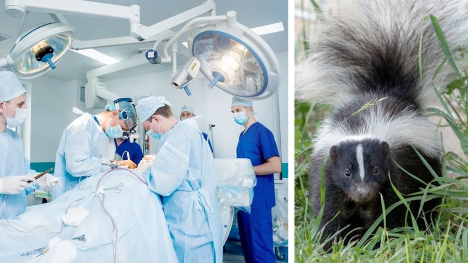 El ´ørgano estaba infectado del virus.