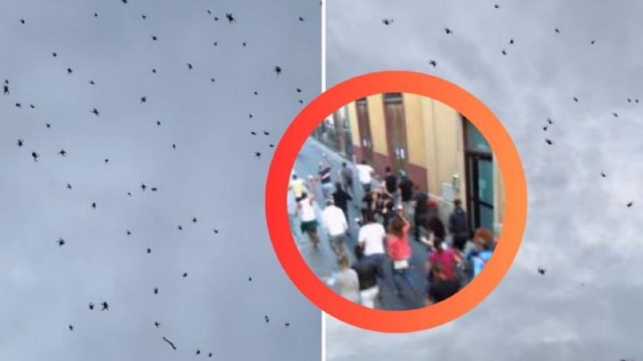 ¿'Lluvia de arañas'?: fenómeno sorprendente dejó una red gigante de hilos plateados | VIDEO