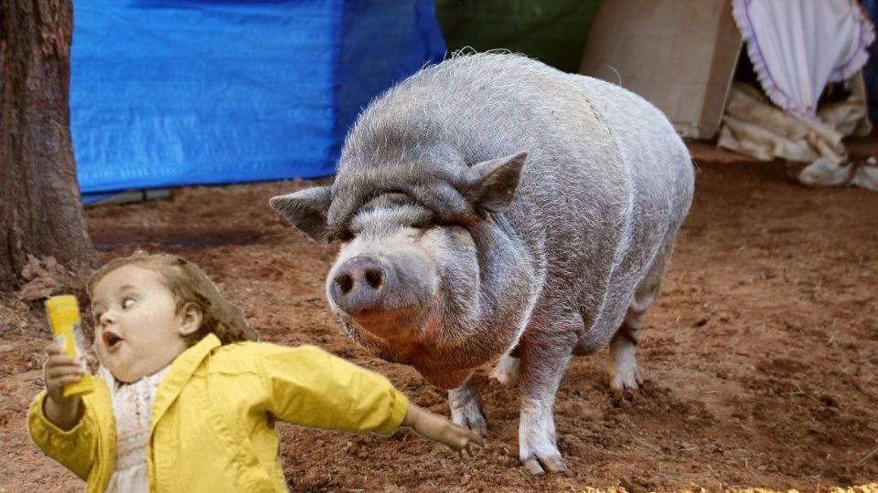 El cerdo causó un enorme susto a la repartidora.