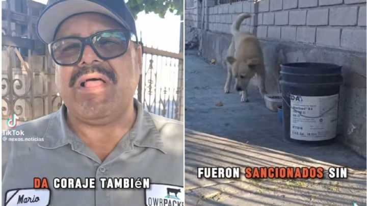 Multan a familia por alimentar perros callejeros, ¿de qué se les acusa?