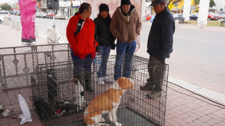 Neolaredenses adoptan animalitos en San Valentín; les dan una segunda oportunidad