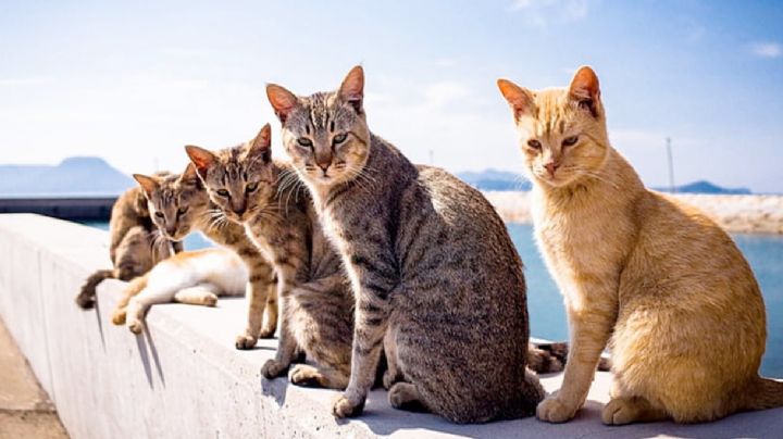 Envenenamiento masivo de gatos en Tampico; buscan a culpable de matar a 'michis'