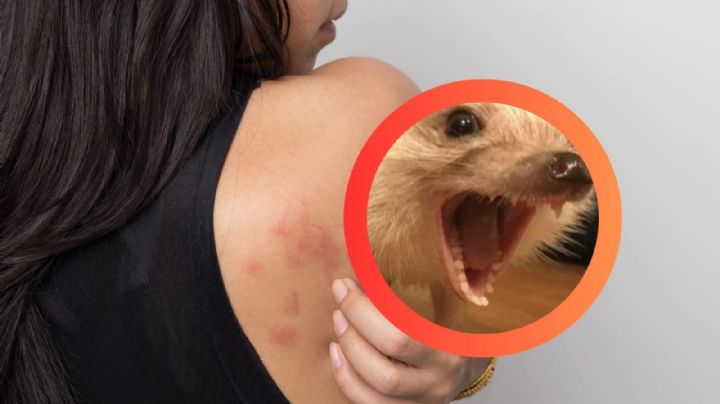 Si tocas a este animal podrías llenarte de ronchas; parece muy inofensivo