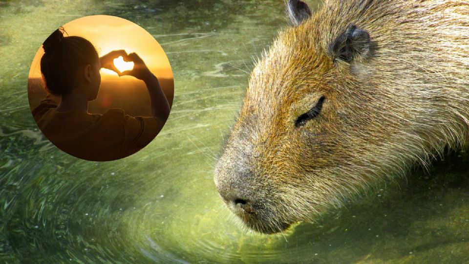 7 datos curiosos sobre los capibaras, el animal sensación del momento