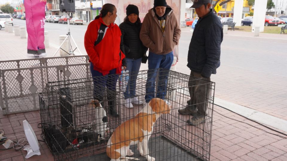 Perritos y gatitos tienen nuevas familias.