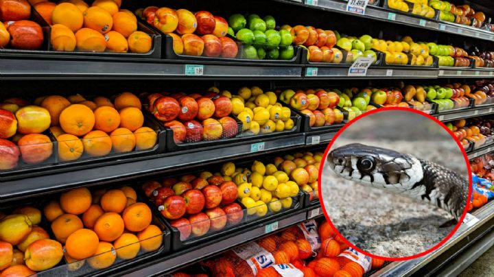 Encuentran serpiente venenosa en popular supermercado; en este lugar estaba escondida