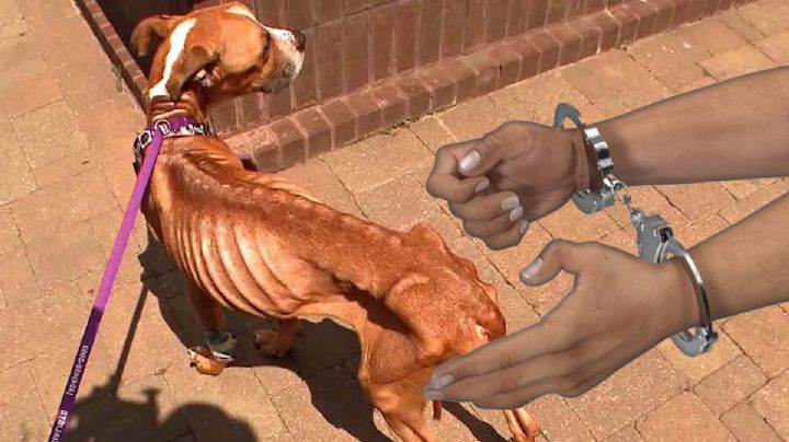 Arrestan a mujer por crueldad animal en Laredo: dejó morir a perrito y tenía dos más desnutridos