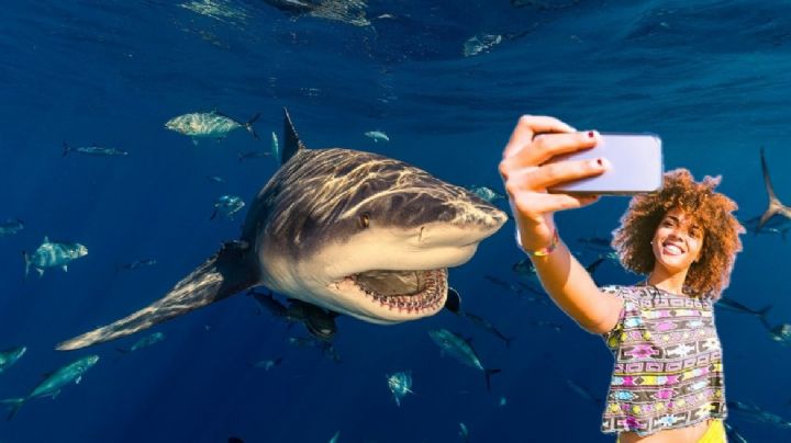Tiburón le arranca las dos manos a turista; quería tomarse una selfie con el peligroso animal