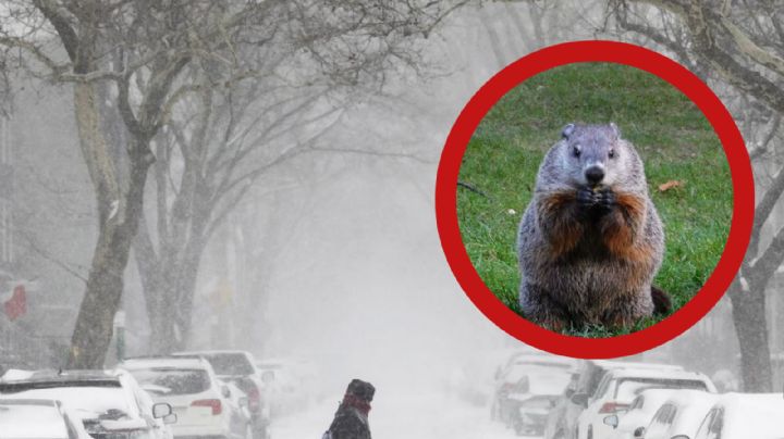 El invierno será más largo y crudo en Estados Unidos; esto fue lo que predijo la marmota Phil