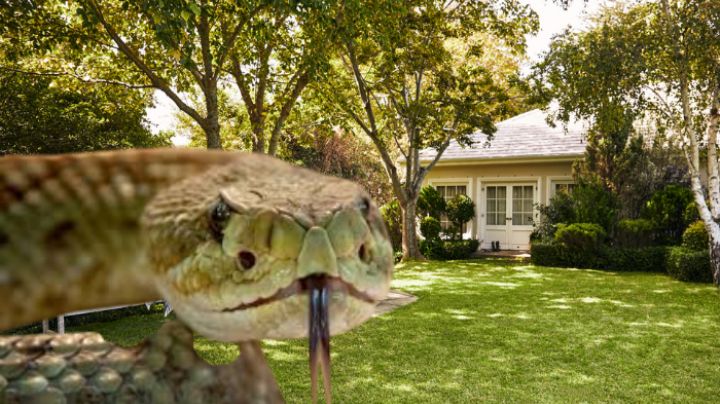 ¿Cuándo salen las serpientes?; prepárate, podrían invadir tu hogar