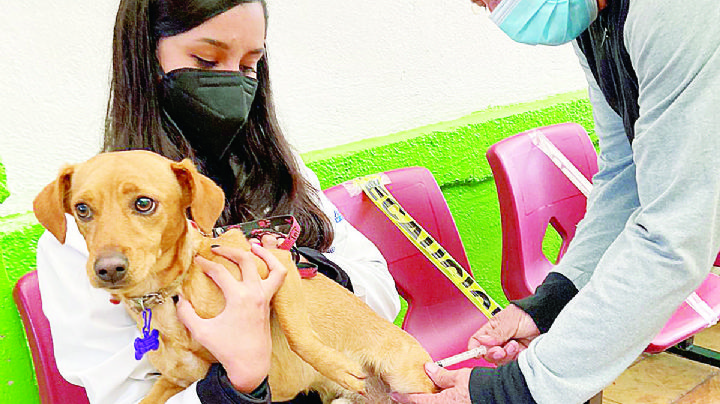 Inicia 2025 con 13 ataques de perros a personas