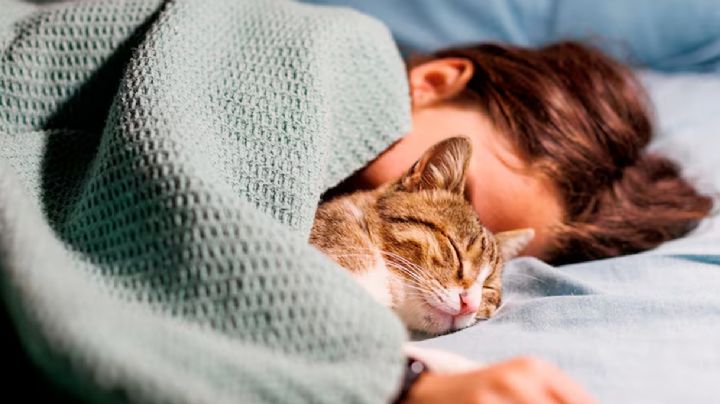 ¿Cuáles son los beneficios de dormir con un gato?; opiniones se dividen