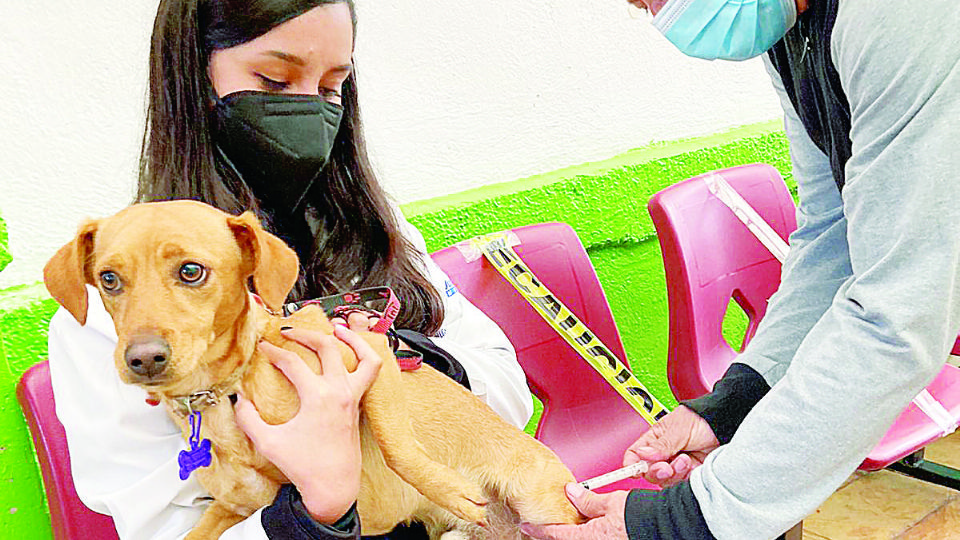 En cuanto a la vacunación antirrábica, se han aplicado mil 800 dosis en este año.