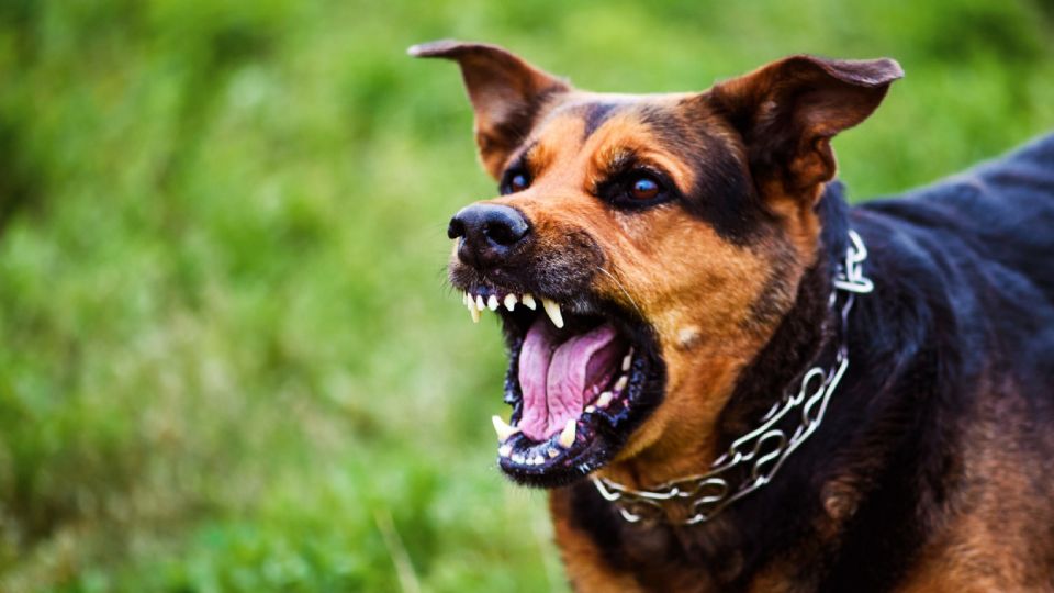 Cuidado con los ataques de perro.