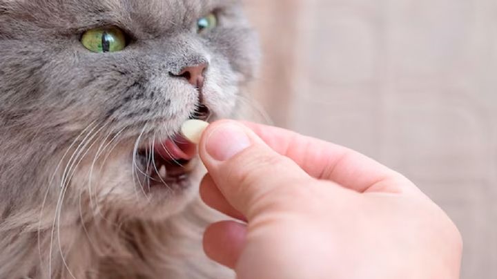 ¿Se les debe dar vitaminas a los gatos?; conoce las más recomendables, los beneficios y desventajas