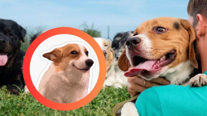 Las tres razas de perros más fieles y protectores, según la inteligencia artificial