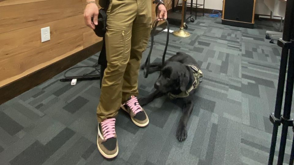 Onyx es un labrador de más de dos años.