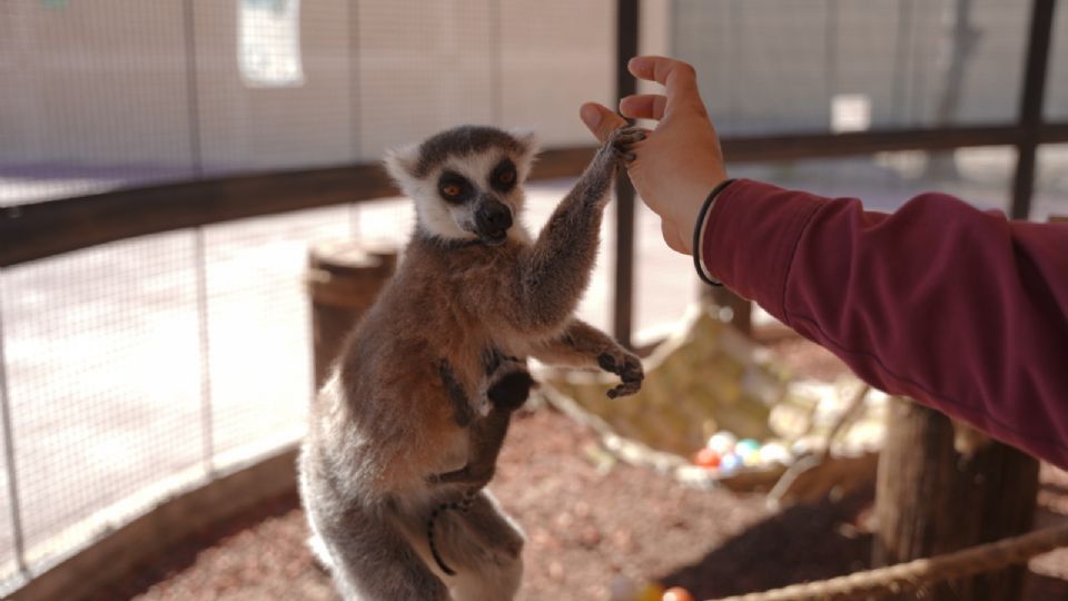 Zoológico de Nuevo Laredo.