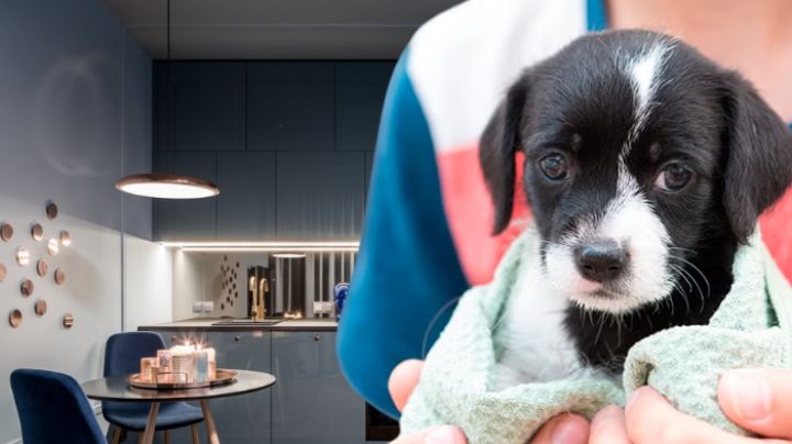 Estas razas de perros no crecen mucho y son ideales para departamentos o lugares pequeños