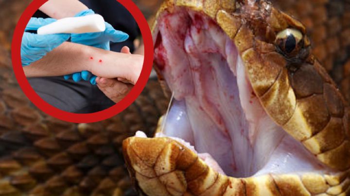 Tips que pueden ayudar a evitar mordeduras de víboras, según especialista