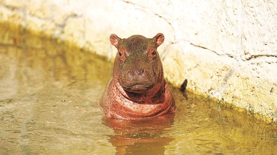 Nacieron un hipopótamo, un lémur y un berberisco.
