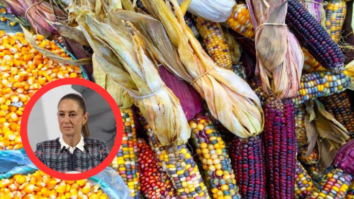 ‘No se podrá sembrar maíz transgénico en nuestro país’: Claudia Sheinbaum