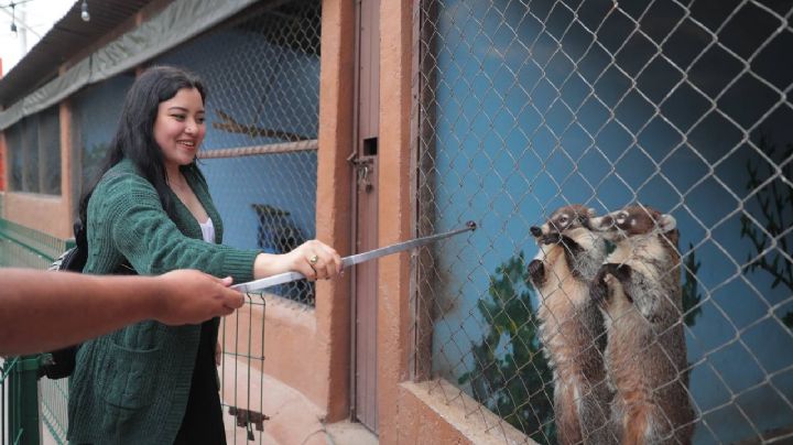 ¿Quieres hacerle una 'ofrenda' a tu ex?, el Zoológico de Nuevo Laredo te ayuda