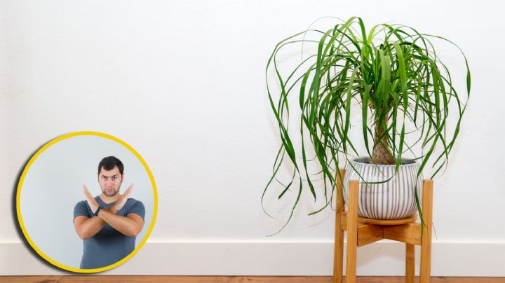 Multarán con hasta 200 mil pesos a quien comercialice con esta planta en México