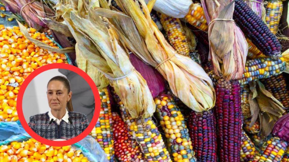 Contra el maíz transgénico