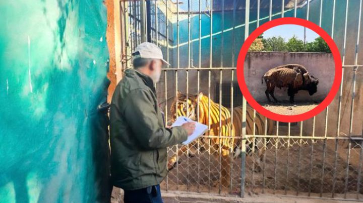 Profepa ordena atención urgente al Zoológico Wamerú por abandono animal