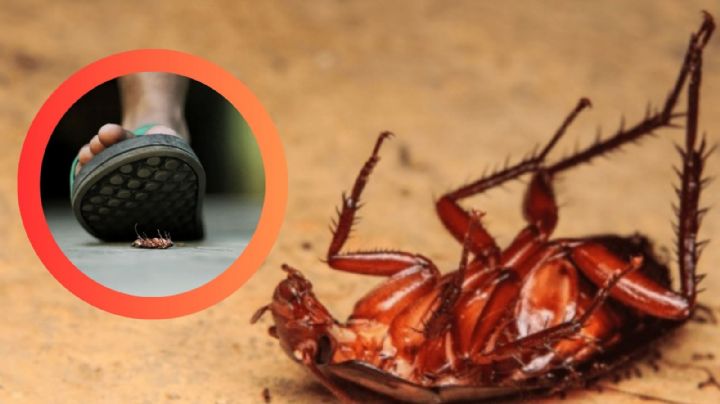 ¿Por qué las cucarachas mueren con las patas hacia arriba?; sería mejor no pisarlas
