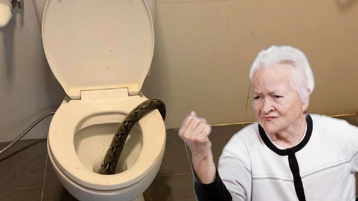 Comenzarán a aparecer señales: podrían ser de víboras, por esta razón