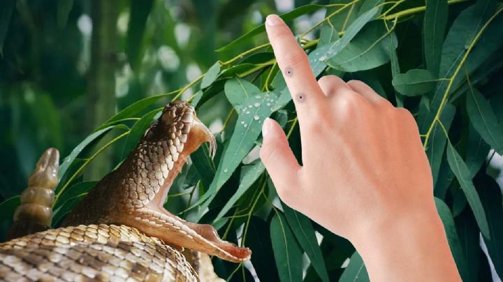 Si una víbora venenosa te muerde, ¿cuánto tiempo tienes para recibir atención médica?